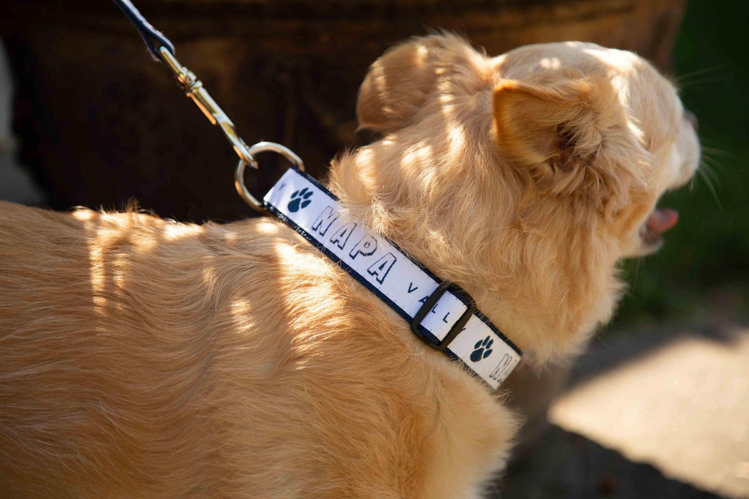 1" Dog Collar Printed with a Customizable BLOCK SPORT COLLECTION Design - Mercantile 12